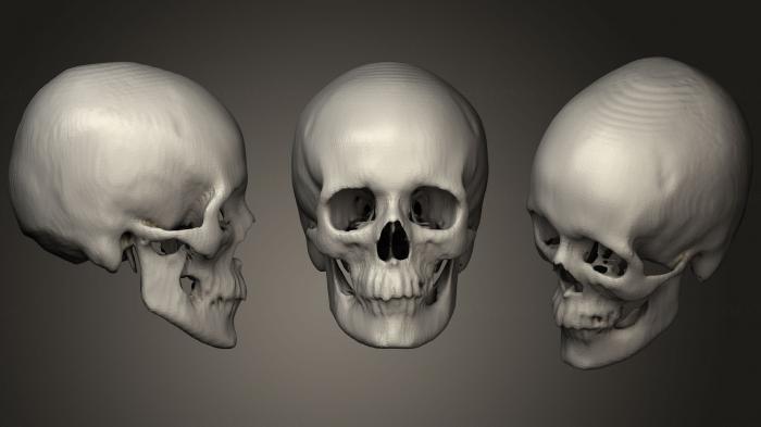 Anatomy of skeletons and skulls (ANTM_1282) 3D model for CNC machine